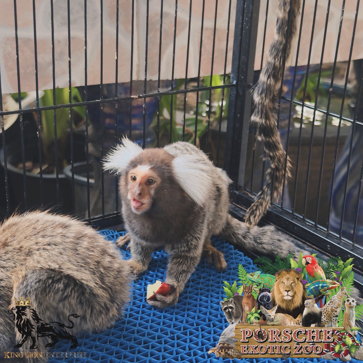 Porsche_shop99's tweet image. 🍎 ลิงมาโมเสท หูขาว หนุ่มหล่อ 🏡
หัวใจยังว่างน๊า พร้อมเดินทางนเคะ 

White-eared marmoset monkeys,
 two males, please inquire.🐒

#ลิงมาโมเสทหูขาว
#porscheexoticzoo
#porscheexoticzooadmin 
#porscheexoticzooofficial