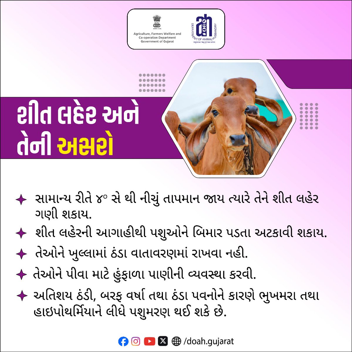 DoahGujarat's tweet photo. શીત લહેર પશુઓ પર ગંભીર અસર કરી શકે છે
@Dept_of_AHD
@InfoGujarat
@jitu_vaghani
@RameshKataraMLA
#AnimalCare
#ColdWave
#WinterPrecautions
#CattleHealth
#LivestockCare
#AnimalWelfare
#GujaratAgriculture
#Animalhusbandary https://t.co/Vy7dN6Dn0K