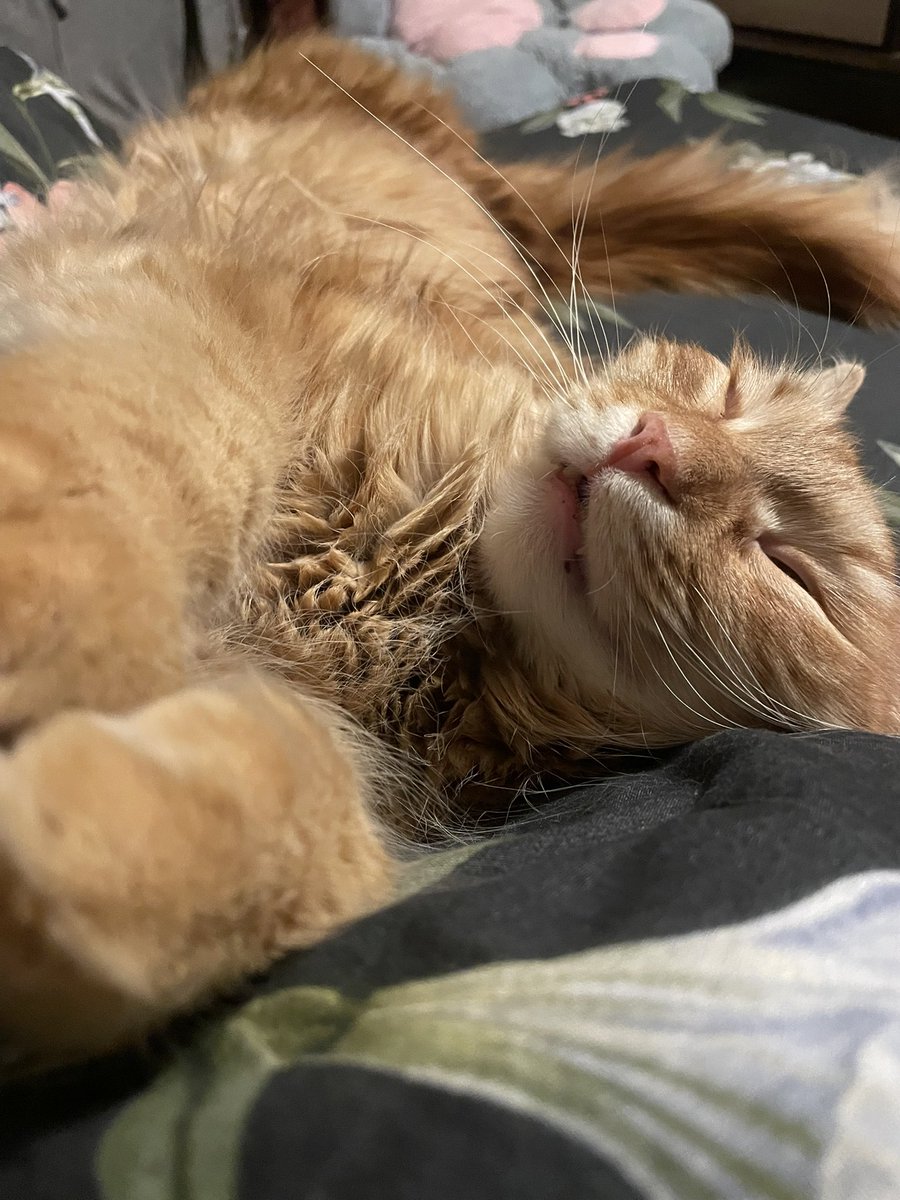 ПаннаКотя tweet media