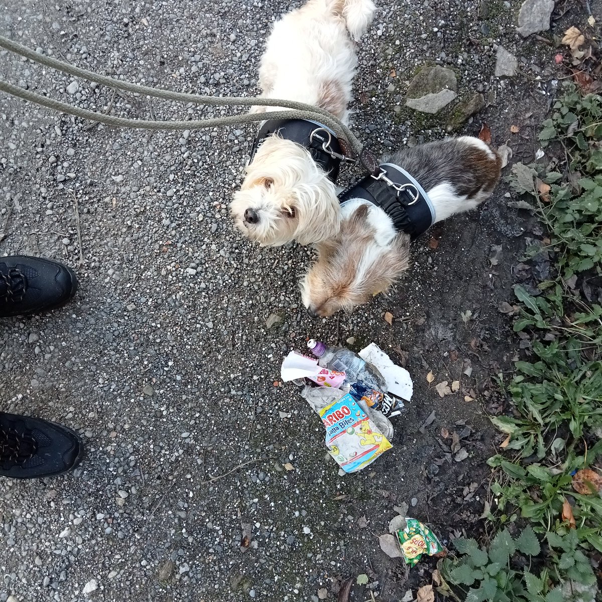 🐝Toby 🐶🐾& Tilly 🐶🐾 🌈Jac🌹🌈 Terry 🌹🏁🐝 tweet media