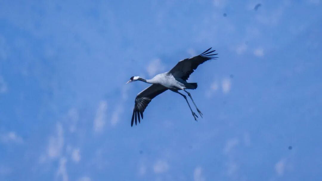DailyBeijing's tweet image. The Beijing Yeya Lake Wetland Nature Reserve, renowned as a veritable #paradise for #migratory #birds, has recently been graced by the arrival of flocks of gray cranes. #beijing #wetland #nature #reserve