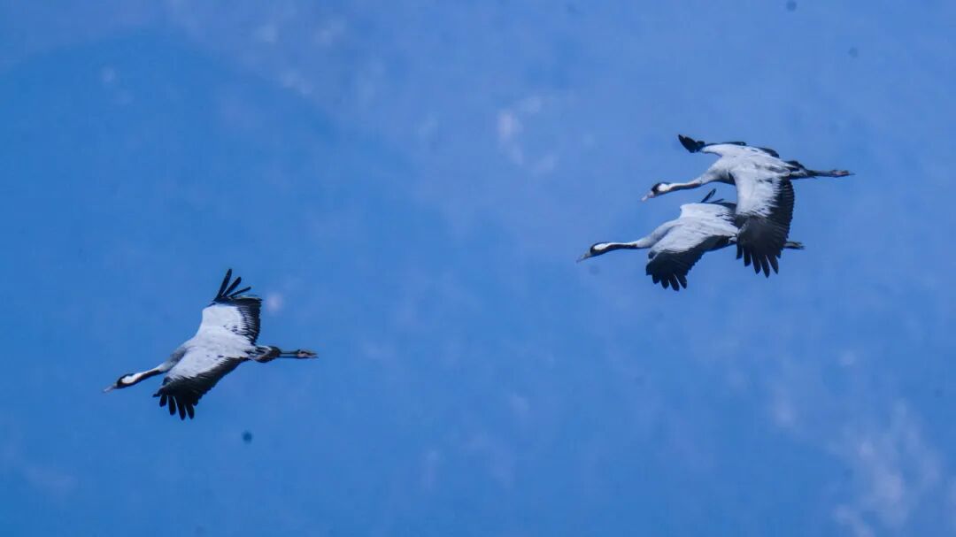 DailyBeijing's tweet image. The Beijing Yeya Lake Wetland Nature Reserve, renowned as a veritable #paradise for #migratory #birds, has recently been graced by the arrival of flocks of gray cranes. #beijing #wetland #nature #reserve