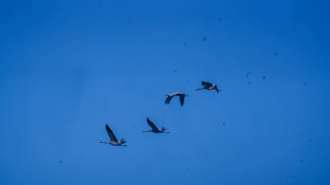 DailyBeijing's tweet image. The Beijing Yeya Lake Wetland Nature Reserve, renowned as a veritable #paradise for #migratory #birds, has recently been graced by the arrival of flocks of gray cranes. #beijing #wetland #nature #reserve
