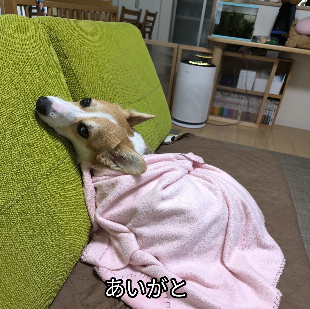 にらんでごめんね。