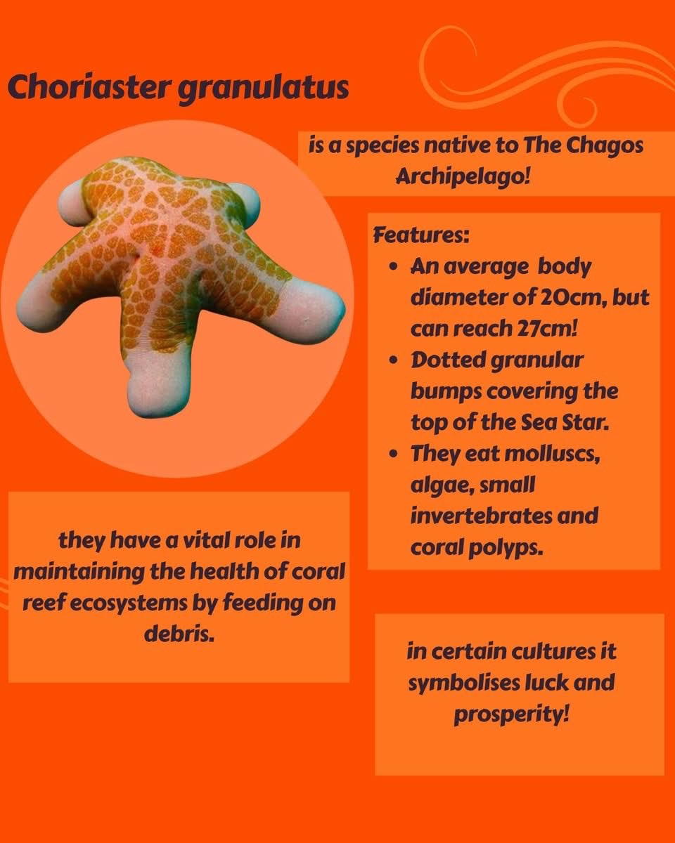 ChagosTrust's tweet photo. This week we celebrate #NationalSeaStarDay! ⭐
#SeaStars, also known as #Starfish, are endemic to the #Chagos Archipelago and a natural part of healthy #coral reefs, where they help regulate populations of other organisms🪸
Look how beautiful and colourful they are 📸⬇️
#CCT🐢 https://t.co/lIeKrK3EtF