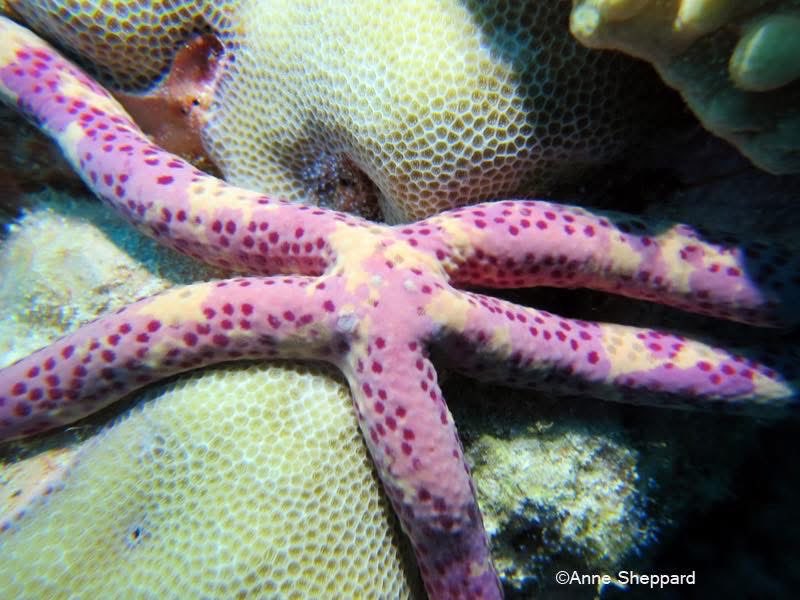 ChagosTrust's tweet photo. This week we celebrate #NationalSeaStarDay! ⭐
#SeaStars, also known as #Starfish, are endemic to the #Chagos Archipelago and a natural part of healthy #coral reefs, where they help regulate populations of other organisms🪸
Look how beautiful and colourful they are 📸⬇️
#CCT🐢 https://t.co/lIeKrK3EtF