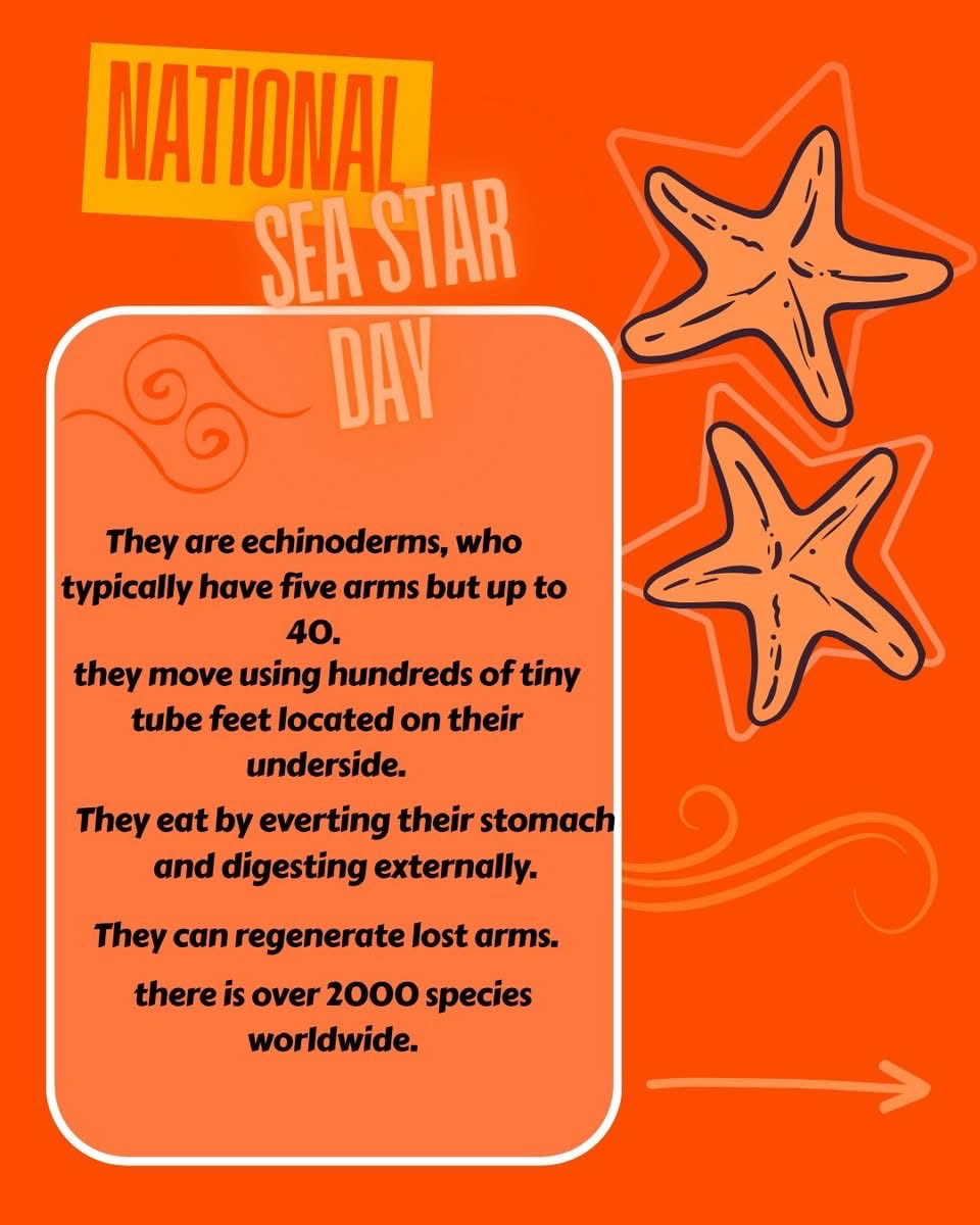 ChagosTrust's tweet photo. This week we celebrate #NationalSeaStarDay! ⭐
#SeaStars, also known as #Starfish, are endemic to the #Chagos Archipelago and a natural part of healthy #coral reefs, where they help regulate populations of other organisms🪸
Look how beautiful and colourful they are 📸⬇️
#CCT🐢 https://t.co/lIeKrK3EtF