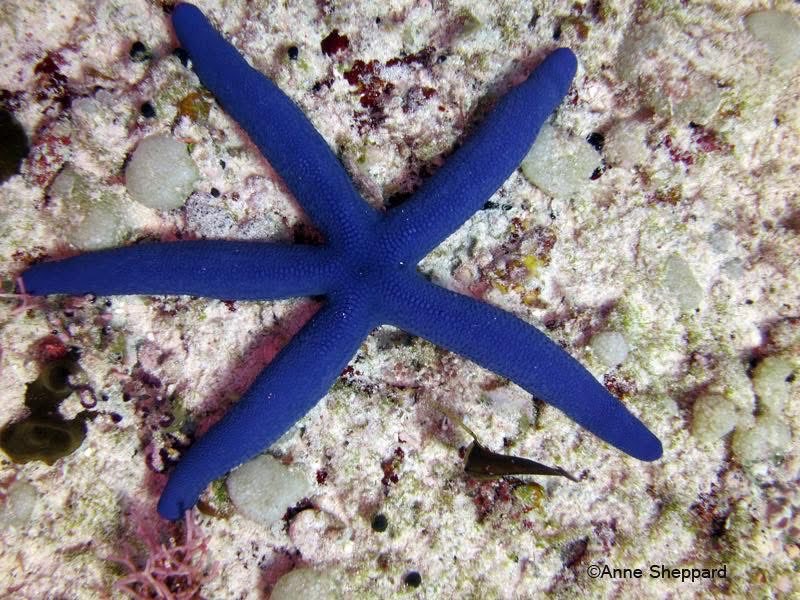 ChagosTrust's tweet photo. This week we celebrate #NationalSeaStarDay! ⭐
#SeaStars, also known as #Starfish, are endemic to the #Chagos Archipelago and a natural part of healthy #coral reefs, where they help regulate populations of other organisms🪸
Look how beautiful and colourful they are 📸⬇️
#CCT🐢 https://t.co/lIeKrK3EtF