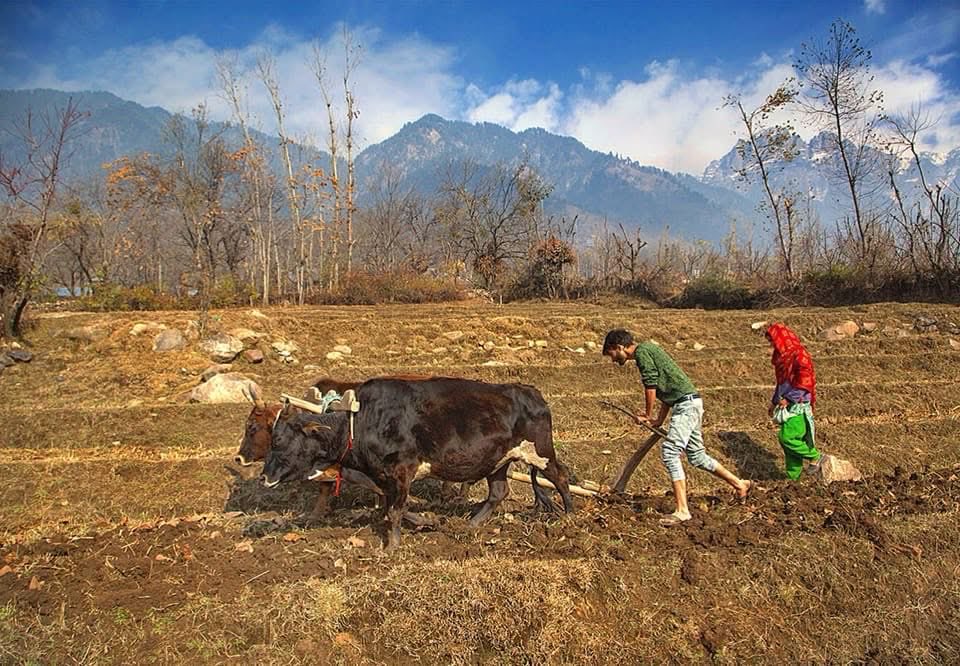 A man ploughs his field in a village in south Kashmir.