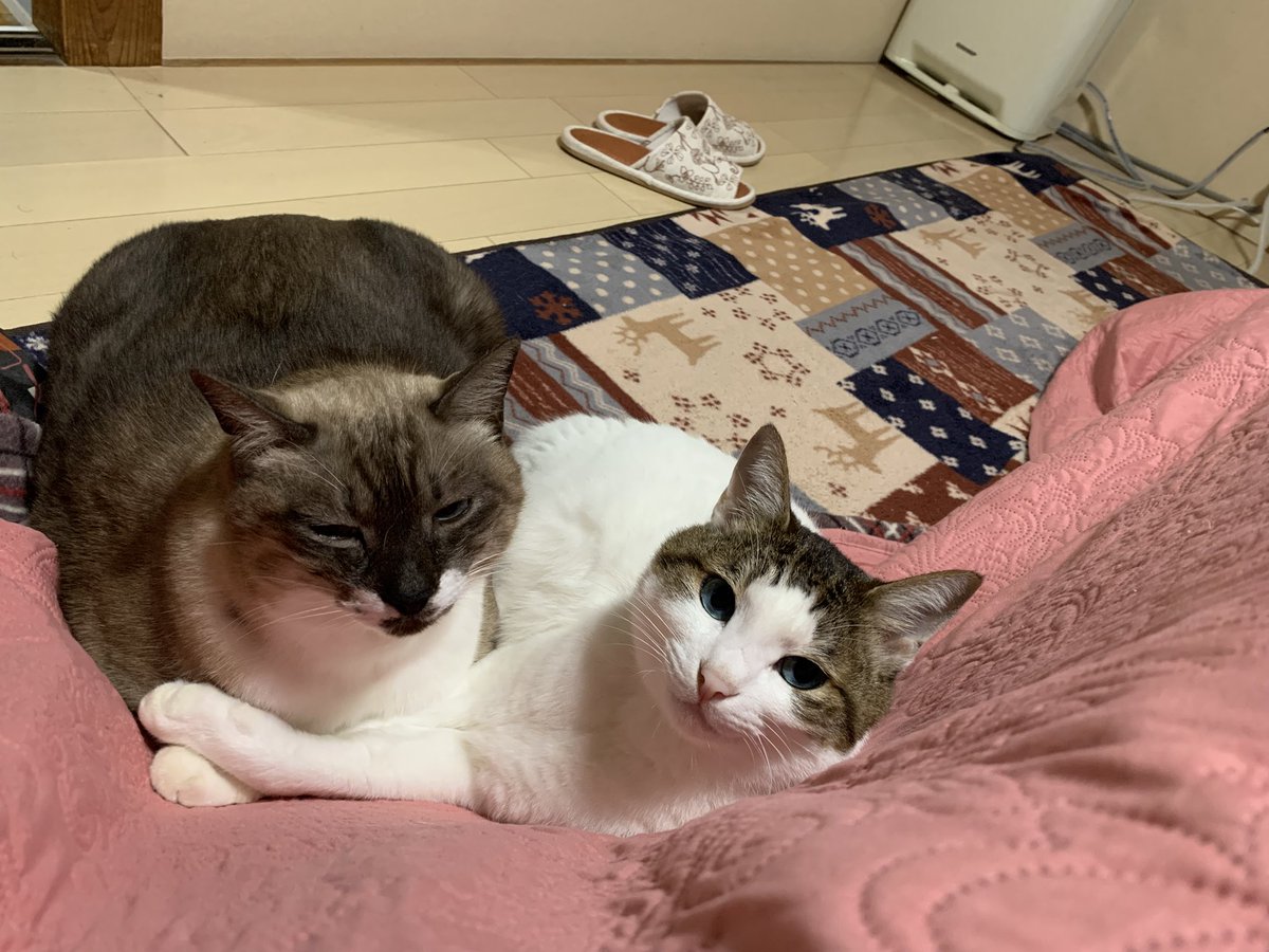 ねこ 東洋ケース LEDライト Thats Light！ CAT WALL LIGHT おさんぽ （ 足元