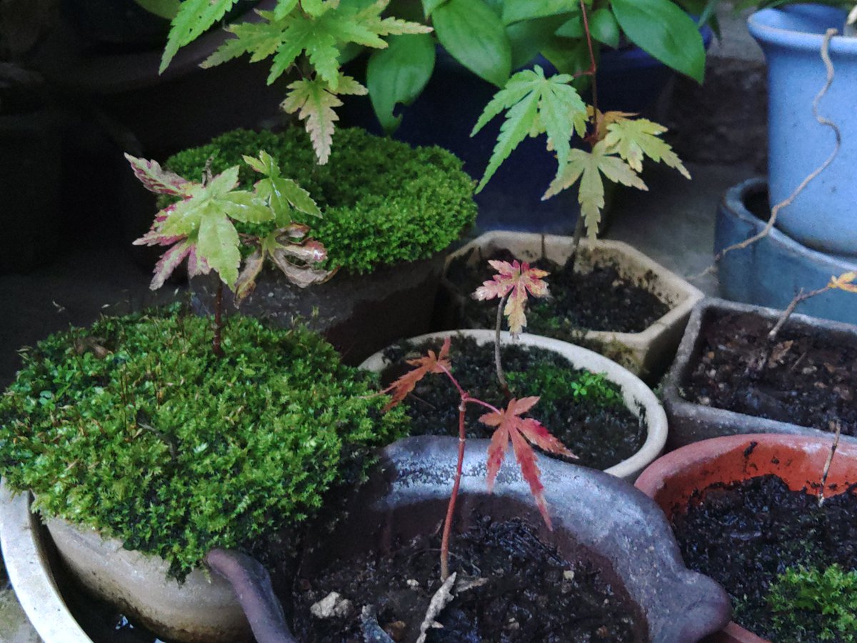 今年もウチで紅葉🍁が始まりました。🤗

木を使うばっかりじゃなくて、
育ててみたらどうや？🙄