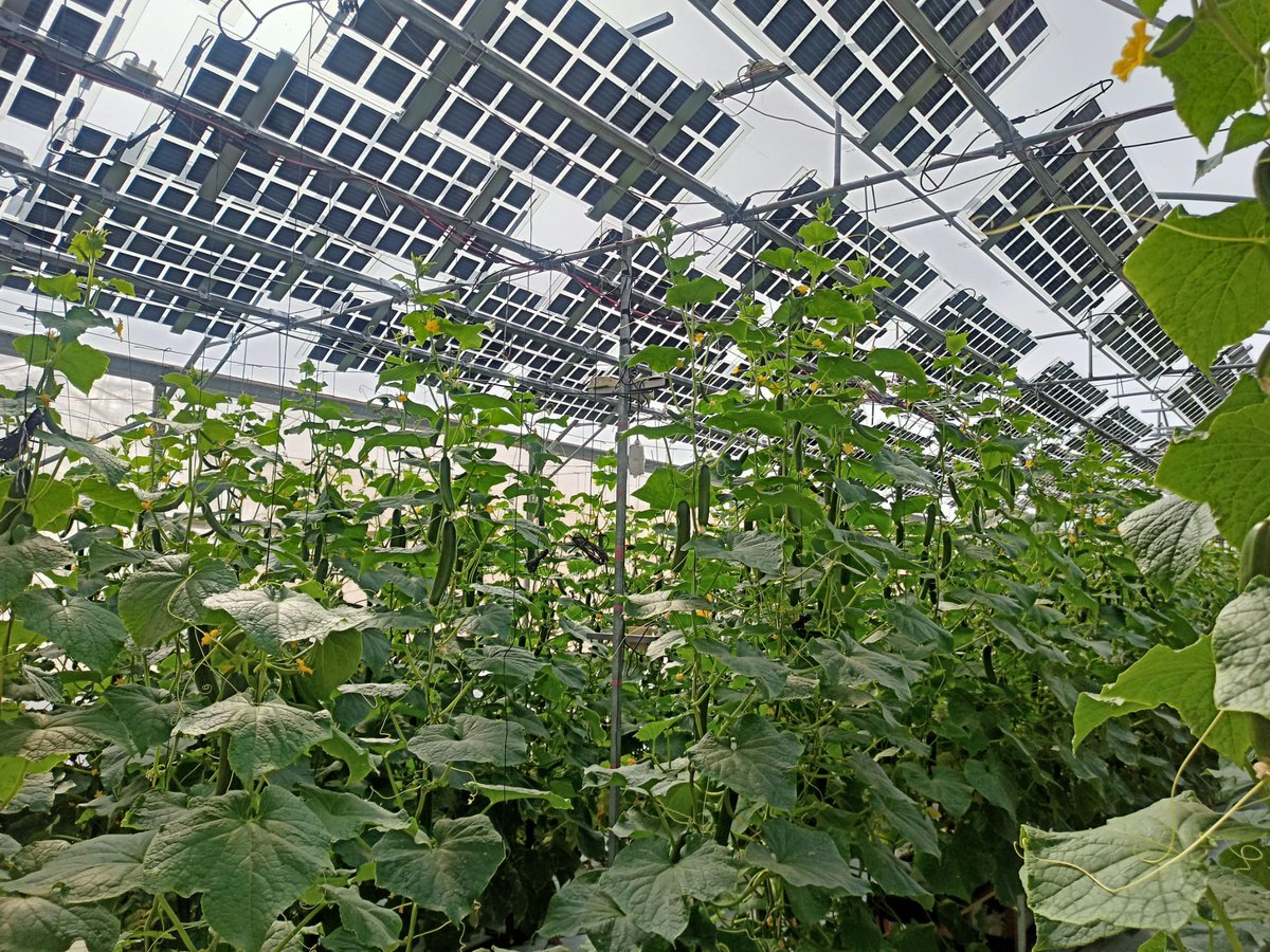 Researchers of the EU-funded #REGACE project published a scientific paper exploring how advanced #AI can help design and manage the greenhouses of the future. ☀️🌱👉regaceproject.com/new-study-show… #EU #Solar #Energy #Agrivoltaics