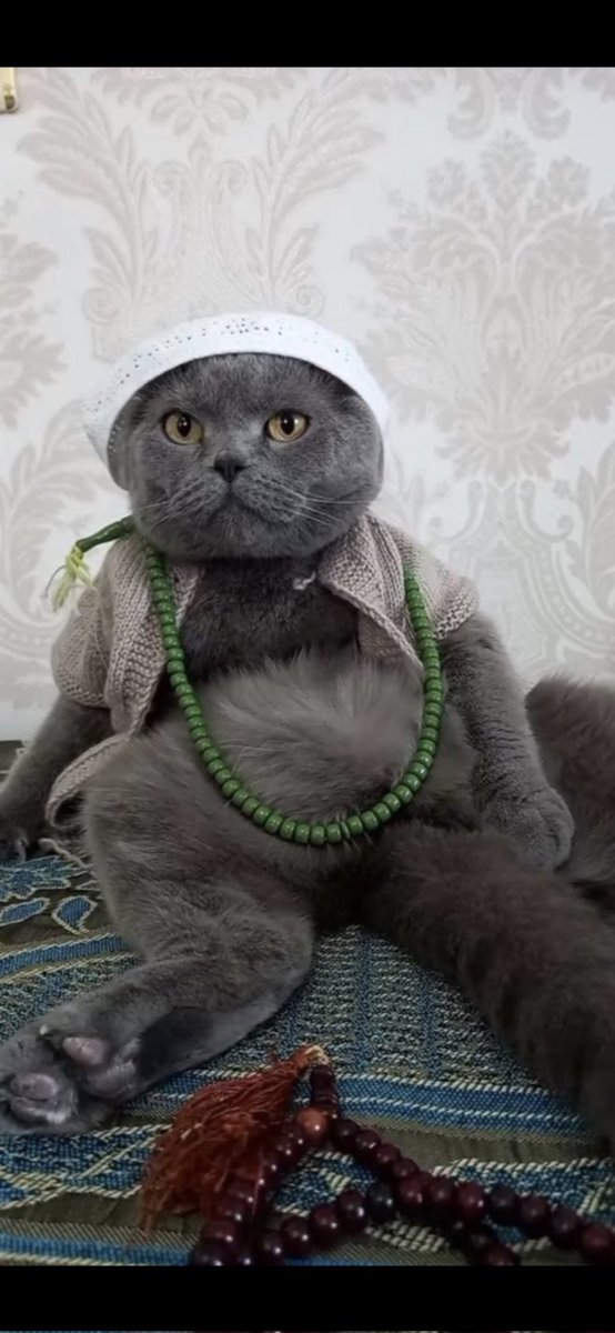 Komodo_ejdeeri's tweet image. Kedilere savaş açanlara dualarla karşılık veriyoruz iyilik her zaman kazanır !!!  Kedi #Kedi #Kediler