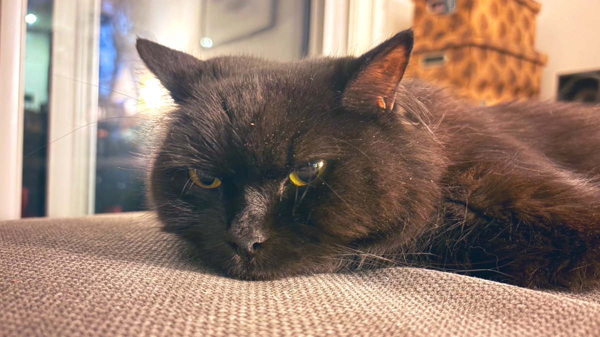MaximilianTyson's tweet photo. The face of an cat who got given sleepy stuff to test taking him to the vet next week to find out why heβs getting skinny
#MaximilianTyson #AussieCatsOfTwitter #CatsOfTwitter #AdoptDontShop https://t.co/MwJbvEhDWm