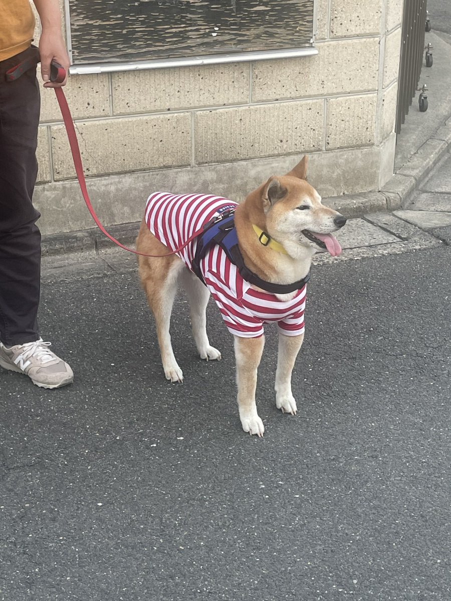 mamenookaasan20's tweet image. 今日はマメ君１５歳の誕生日
新しいお花に替えてプリンをお供えした
明日は5回目の月命日
時間は流れる
それでも後悔が押し寄せる
想わない日は1日もない今日も想ってる
マメ君大好きだよ
愛してるよ
１５歳おめでとう
#秘密結社老犬倶楽部天国支部 
#秘密結社老犬倶楽部 
#豆助１５歳