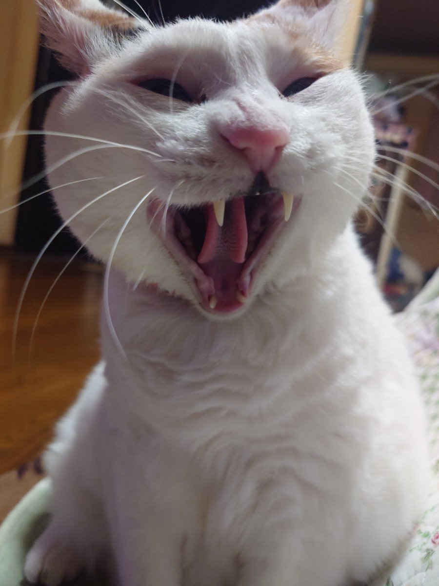 寝起き猫とあくび猫