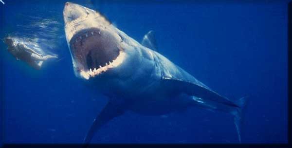 vision3422's tweet image. 『ビジョン洋画劇場』シリーズ

ncode.syosetu.com/s2529f/

kakuyomu.jp/users/picopico…

洋画を意識したB級テイスト満載の作品群。どれも洋画一本分（本一冊分）程度の分量です。それぞれの作品に繋がりはなく、どの作品からでもお読み頂けます。
休日など空いた時間のお供にお気軽にどうぞ！
#Web小説