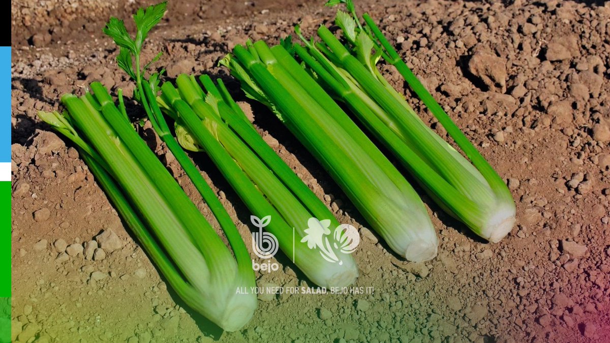 BejoWorld's tweet image. 🌿 Smooth stalks, upright growth and an attractive dark green colour 💪🏼
Foxtrot (Bejo 3751) delivers reliable pack-out across California&apos;s diverse regions.
👉🏼 Read more: bit.ly/49voDz0

#Celery #Bejo #FieldPerformance