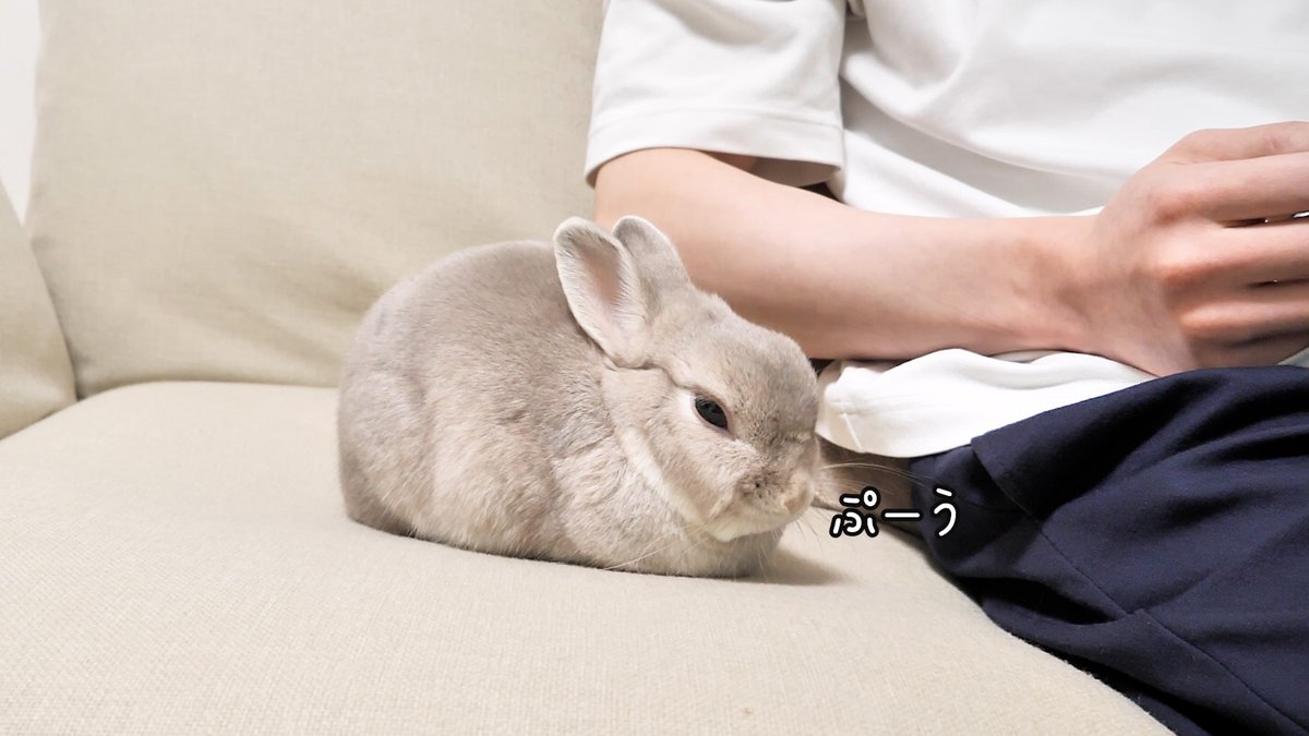 コガラナ天パのうさハムch (@kogaranatenpa_y) / Posts / X