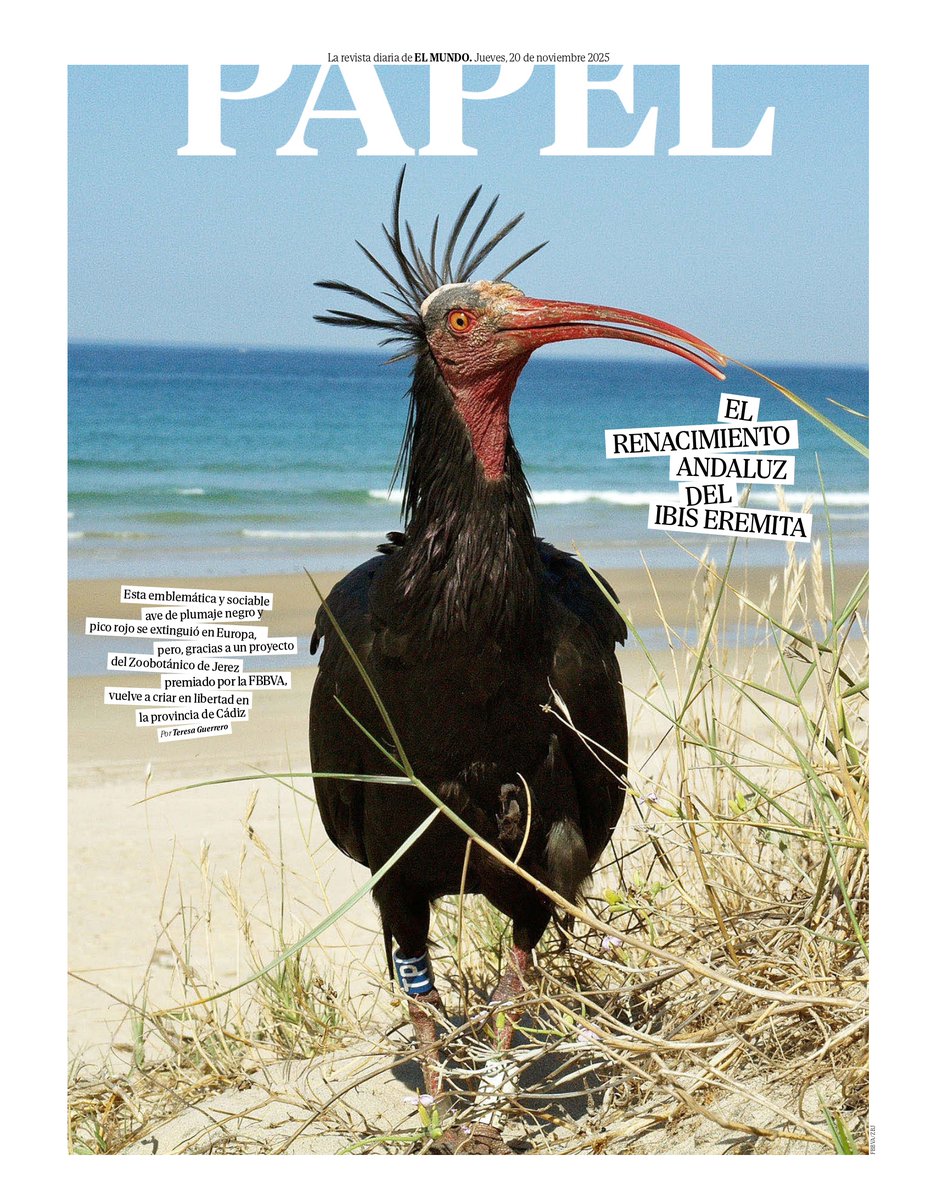 El ibis eremita vuelve a surcar los cielos de Europa:
"Hay gente que dice que es feo, pero para mí es una estrella de rock"
elmundo.es/papel/historia…