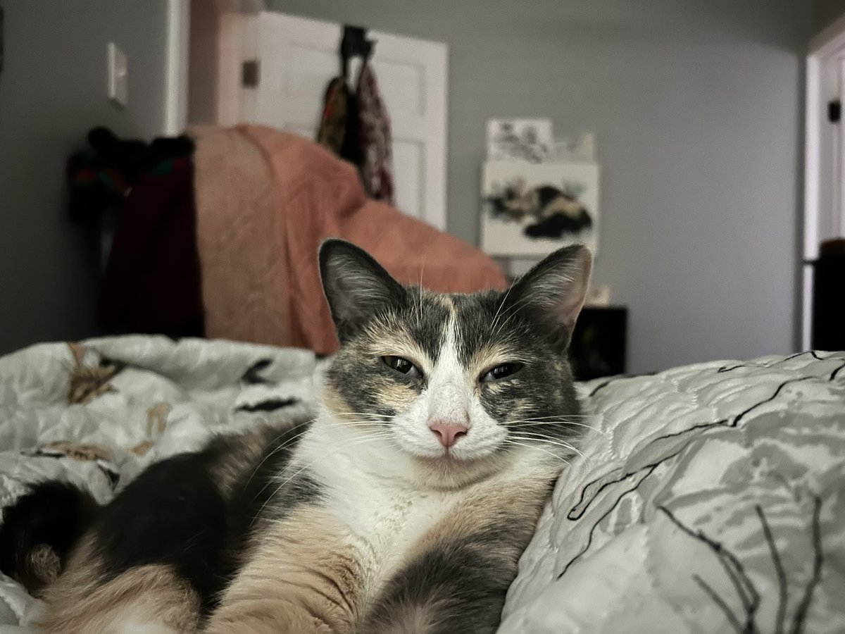 oreoeocat's tweet image. Good morning, schemers