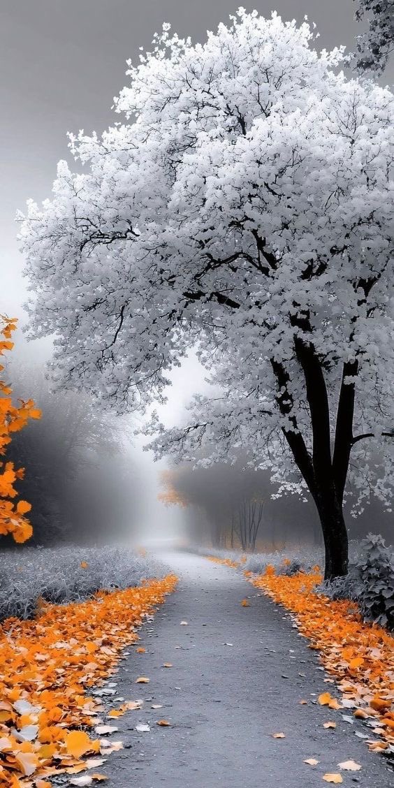 WallViews1's tweet image. New Wallpaper