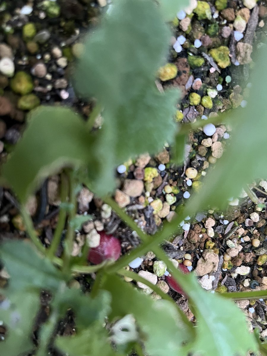 家庭菜園のラディッシュ。もう食べられそうなのもあるので、この週末に家族で収穫予定。ほうれん草は残念ながら、2回目の間引きの後に育たなくなってしまって。土のせいか日当たりのせいか、雨が多かったからかー、わからないけど、失敗もまた経験にして、春蒔きでまた挑戦するつもり。