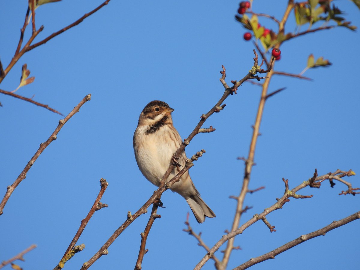 Saul Warth dawn visit for HT, hard frost ❄️close DB Brent still, 30 Wigeon S, 3 Lapwings, 67 Curlews, 6 Redshanks, 1 Common Sand, 1 Fieldfare, 1 Chiffchaff, 1 Stonechat, 6 Reed Buntings. 28 Cattle Egrets opp the parking at Fretherne end of Hock Ditch with brown cows #GlosBirds
