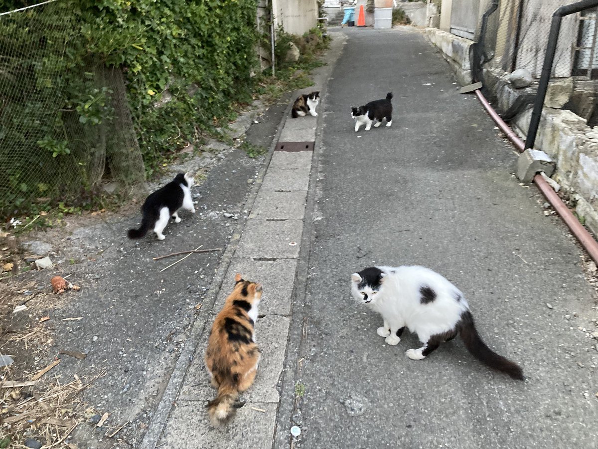 猫田 セツコ・山田の猫三昧 | セツコ山田 |本 | 通販 | Amazon