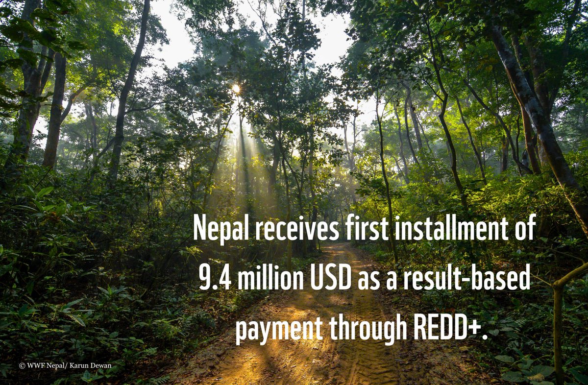 WWFNepal's tweet image. Nepal has received its first $9.4M installment from REDD+ for forest conservation &amp;amp; community-based management in the Terai Arc. This follows years of work with WWF &amp;amp; the Nepal Gov. REDD+ helps reduce deforestation &amp;amp; promote sustainable forest management. wwfnepal.org/knowledge_hub_…