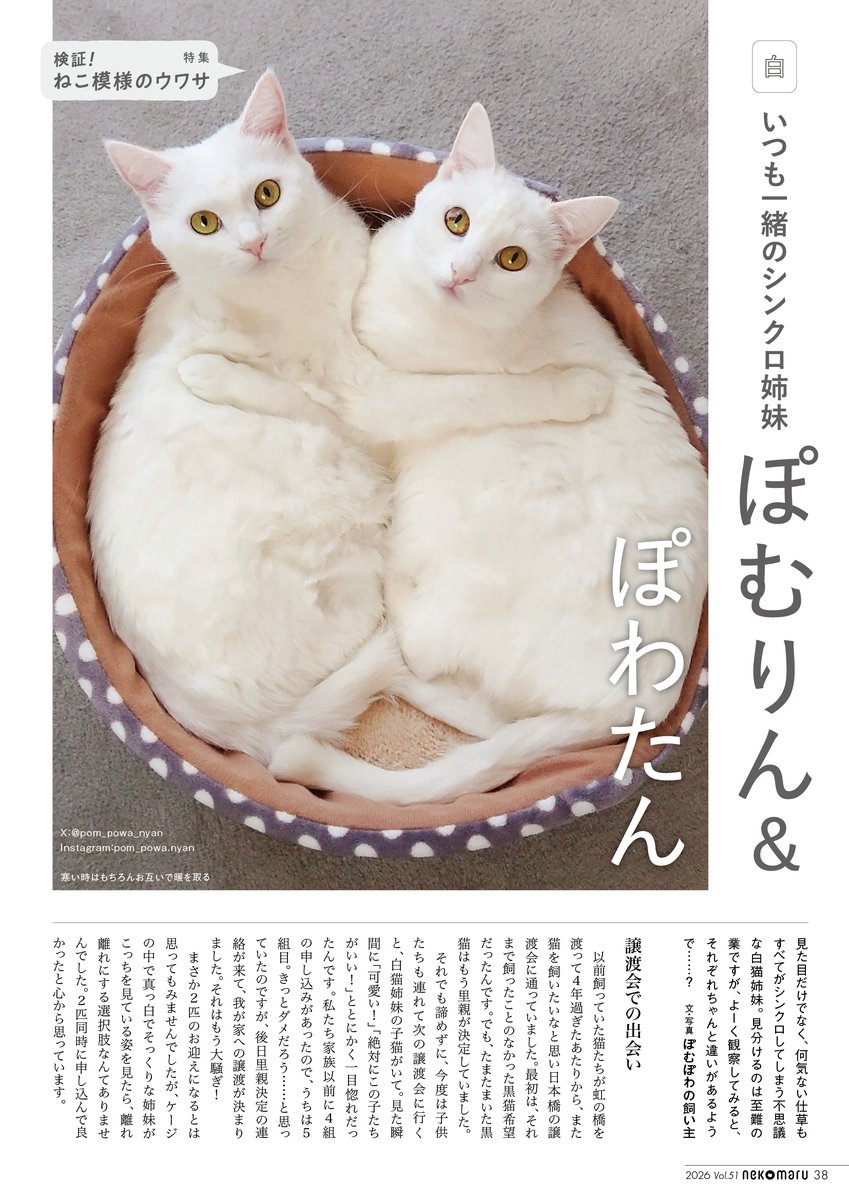 𝗩𝗜𝗩𝗜。𝗖𝗔𝗥𝗗𝗔𝗡𝗢 𝗣𝗢𝗢𝗟🐱🎀 🌸 (@vivi1_adapool) / Posts / X