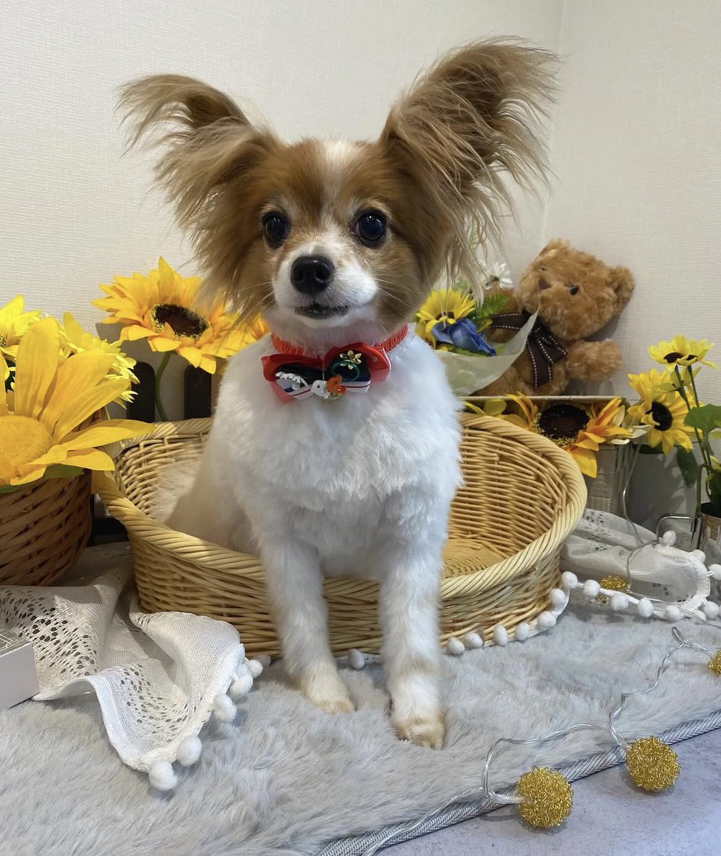 サマーカットでバブみが👶🐶