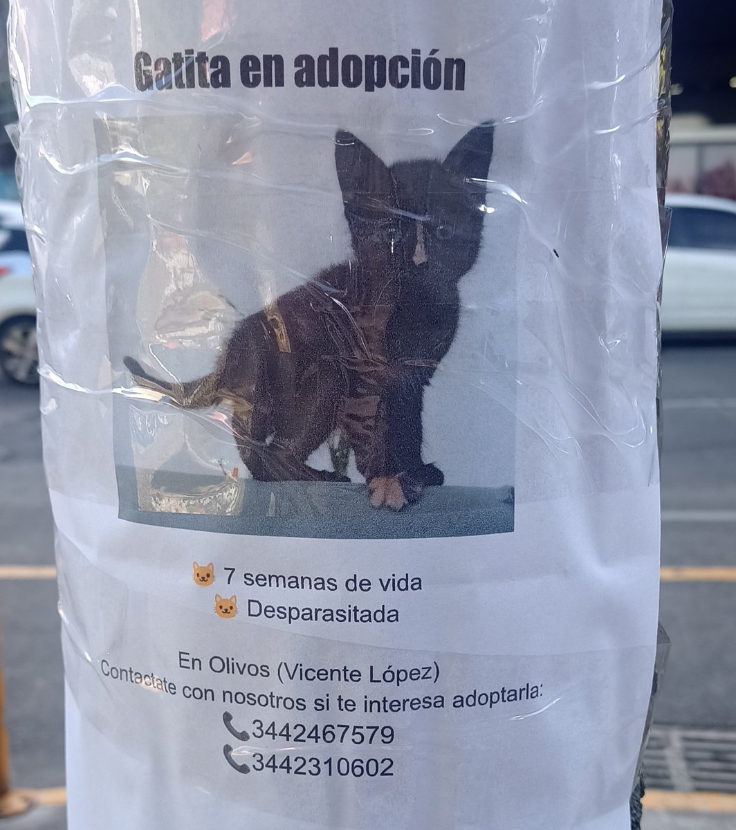 #AdoptaNoCompres 
#Gatos 
Vicente López 

Te gustan los gaticos?

Miren q divinor