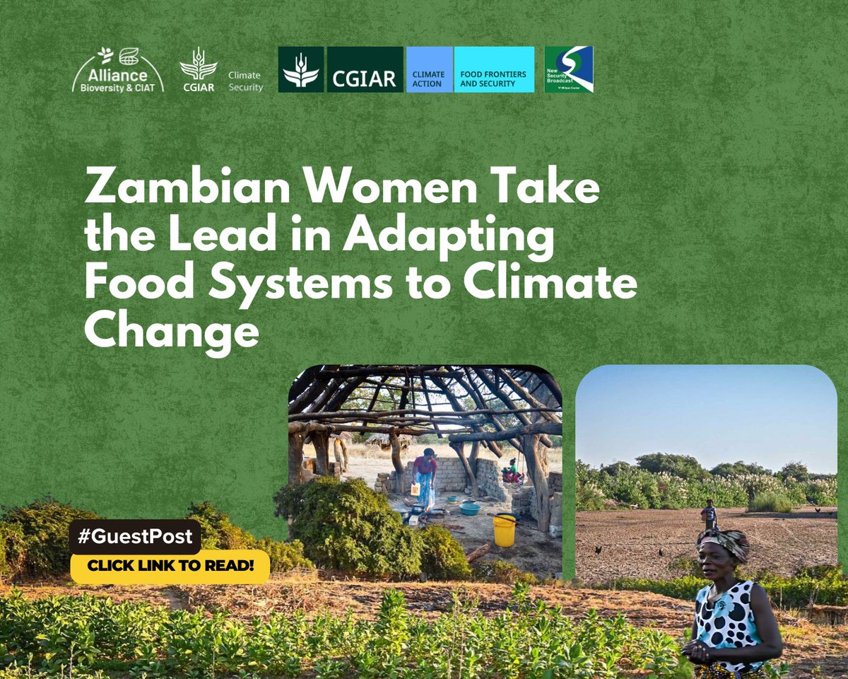 CGIARclimate's tweet image. Women in rural Zambia aren’t waiting for climate solutions, they’re building them.

@CGIAR findings reveal their community-led investments in solar water access &amp;amp; irrigation are reshaping local resilience pathways. 

Read more @NewSecurityBeat:  on.cgiar.org/3LQUFM4