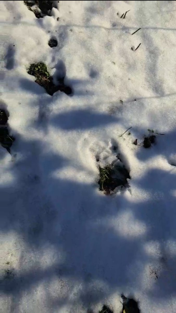 ai__no__kotoba's tweet image. ついに実家のりんご畑にもクマの足跡が…
本当に笑えない。
でも今りんごがピークで忙しい時期だし、クマスプレー1本持ってるみたいだけど両親が心配すぎる。
仕事やめてなんて言えないし…
本当に異常だよ、どうかしてる😭
出てくるクマも悪くはないんだけど、本当に被害出さないでほしい。怖い。