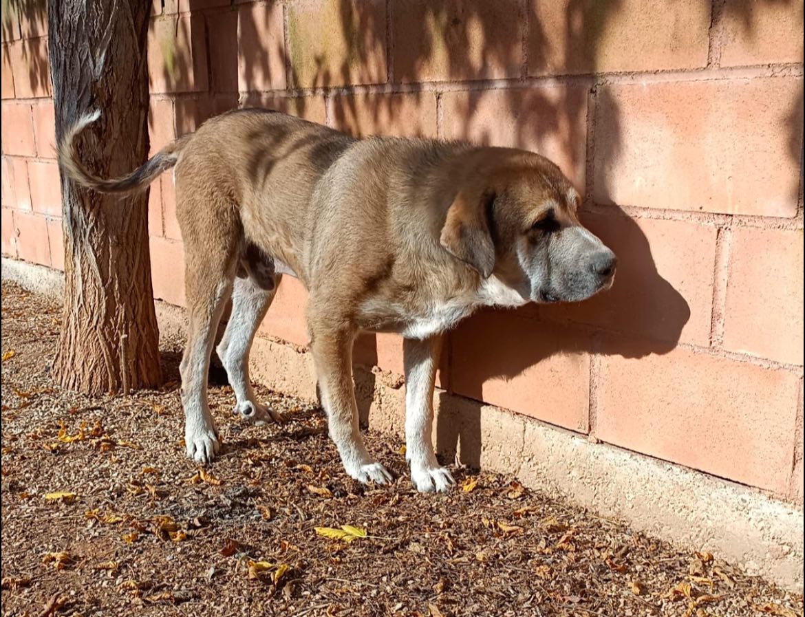 #Córdoba
Abandonado en la vejez, en la 𝐩𝐞𝐫𝐫𝐞𝐫𝐚 𝐝𝐞 𝐋𝐮𝐜𝐞𝐧𝐚.

Solo sabemos que es un machito mayor, y que en este lugar el frío le calará hasta los huesos.

Buscamos prote, asociación o particular que pueda rescatarlo de aquí lo antes posible.

Si puedes ayudar....