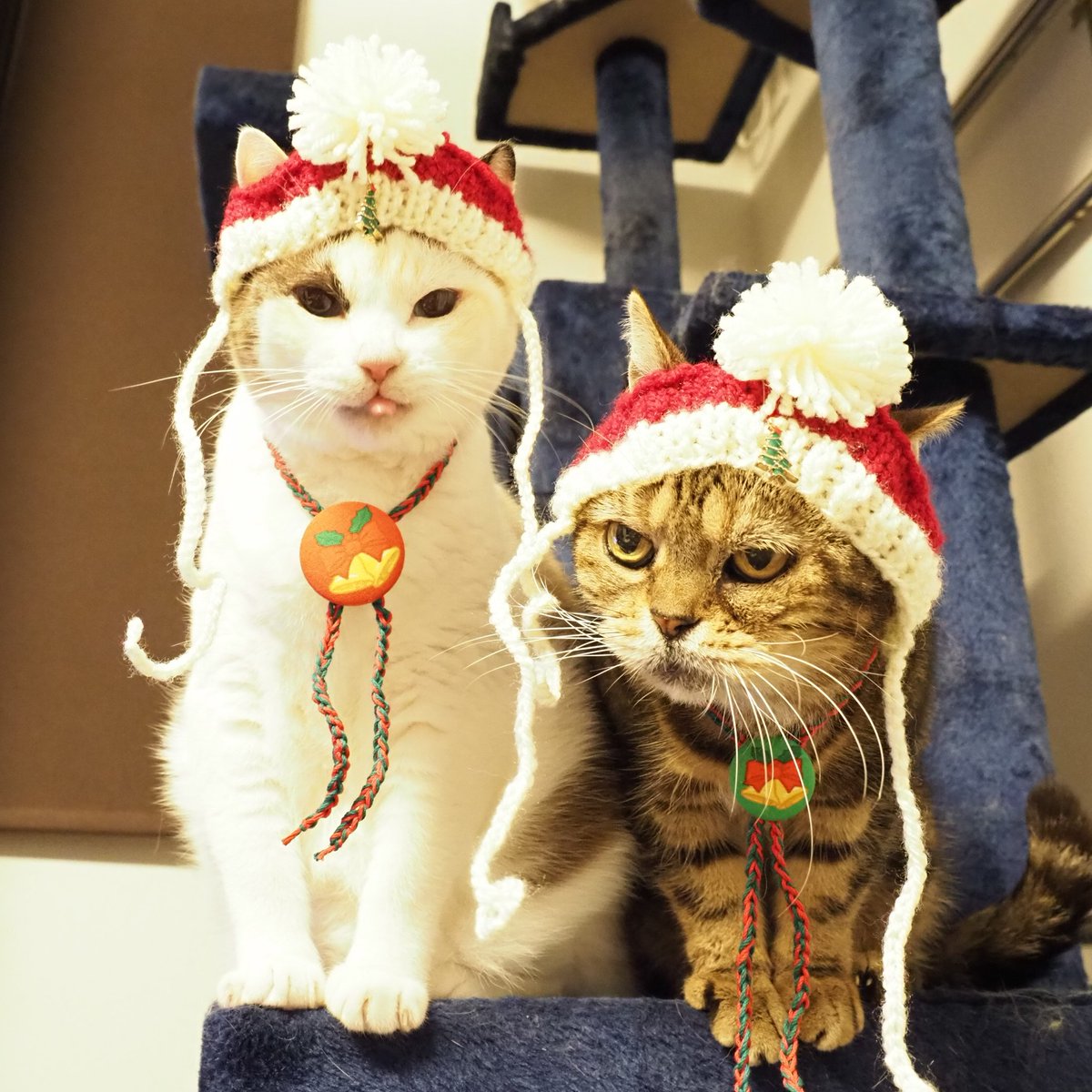 tsuredurenekoya's tweet photo. 11/21＆22は
ネコセカイ吉祥寺店さんで
オーダー会を開催✨
クリスマス作品🎄も
販売いたしま～す😻
ウチのコチャリティグッズの
オーダーも承ります😻
今年の対面出展は
今回と来月の
ネコセカイさんオーダー会を
残すのみ～😿
会いに来て下さいニャ～😻
#猫好きさんと繋がりたい 
#徒然猫屋
#ネコセカイ
#保護猫チャリティ