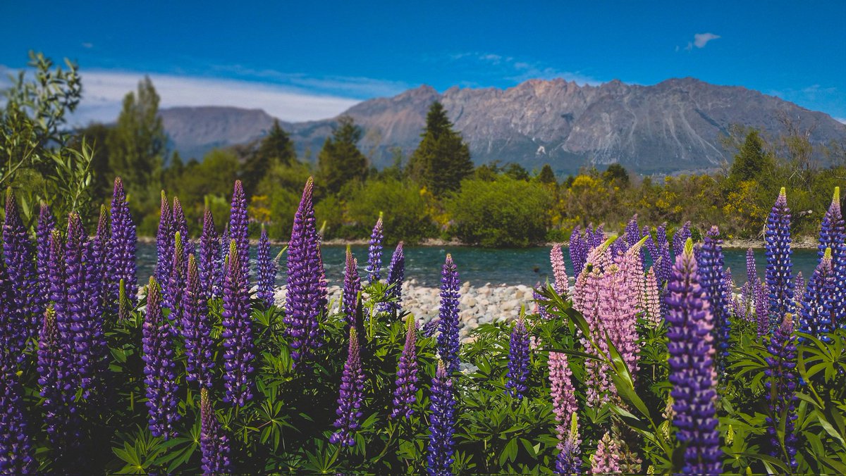 turisargentina's tweet photo. Temporada de lupinos en Lago Puelo, Chubut. 💕😍🇦🇷💙

Gracias @Miccalujan  por compartir tus hermosas fotos 🙏 https://t.co/Oh7JmAmT5s