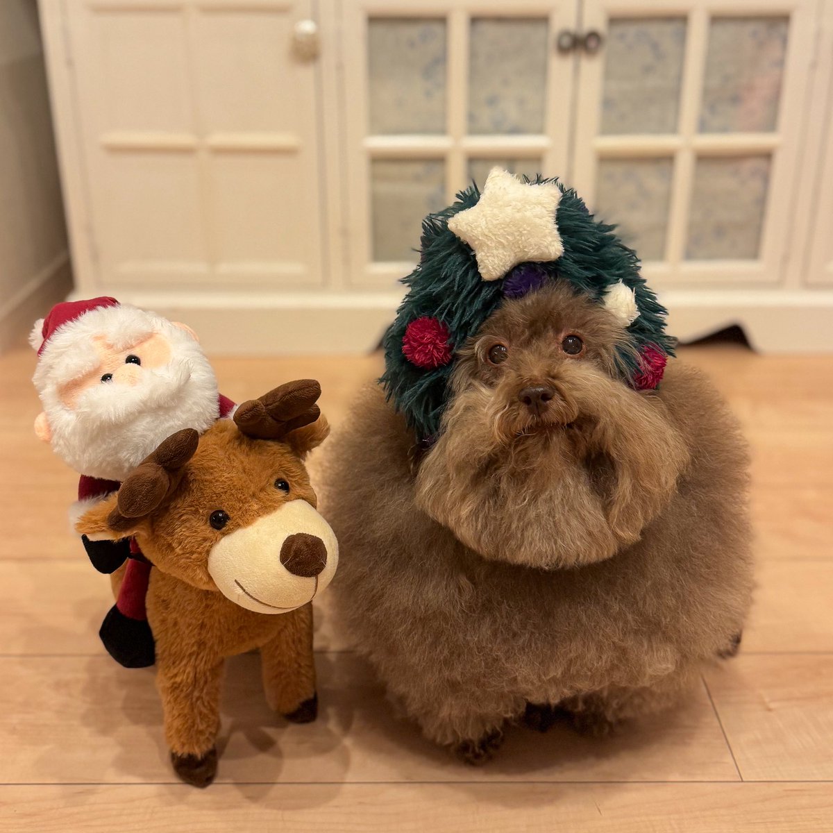 __mohu_c's tweet image. 犬 「 はいはい、今年はツリー役ね。 」