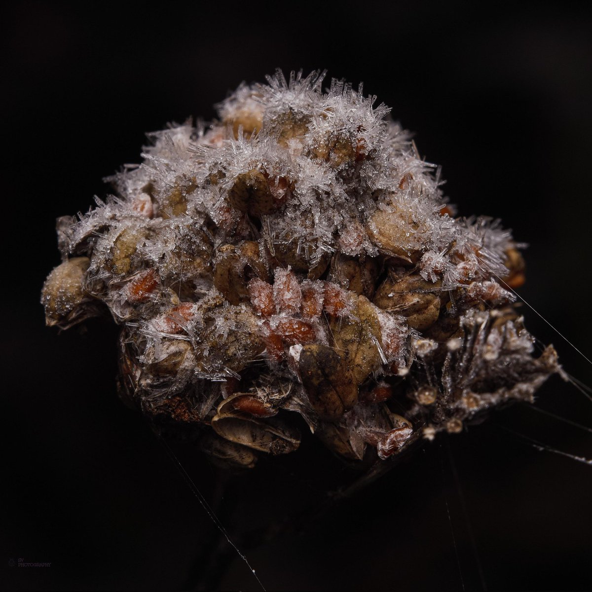 Æthelflæd (@theaethelfled) on Twitter photo 