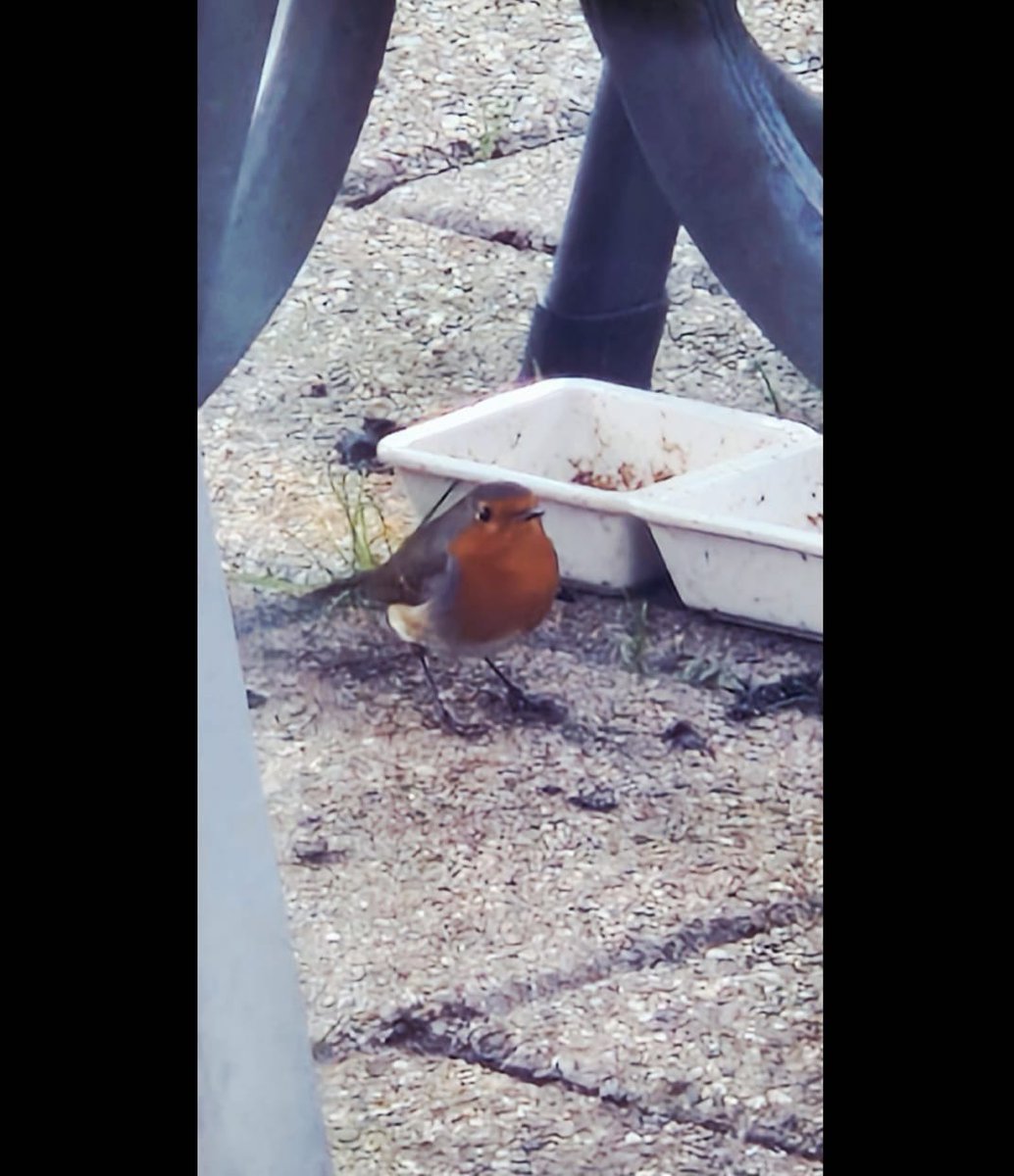 huitsing's tweet image. Daar zit zij of hij . Wat een Schatje ❤️❤️❤️.