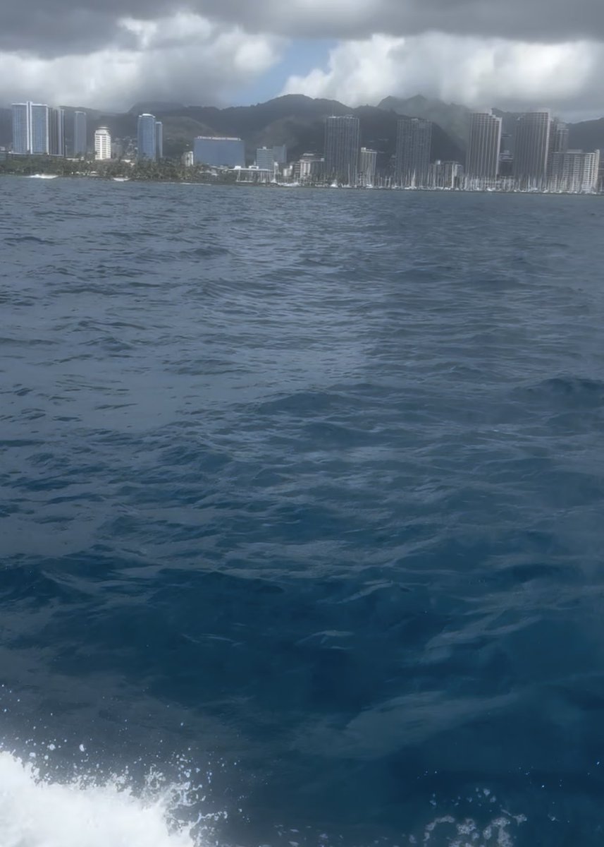 catnip's tweet image. aloha 🌺