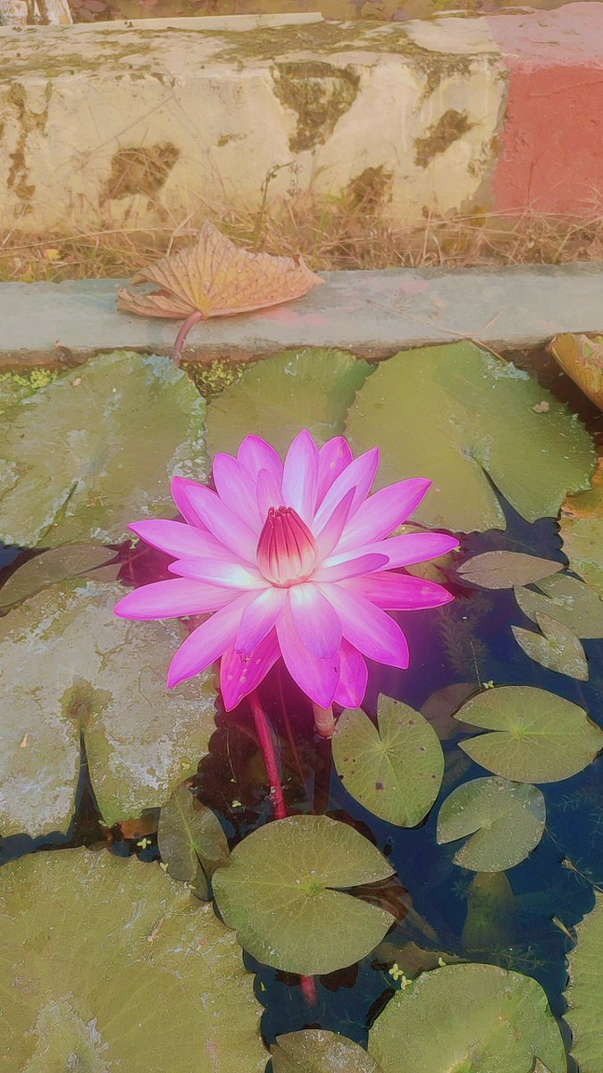 PushyamitraMis3's tweet photo. Mere office ke samne bhi kamal khila @BJP4UP @BJP4Bengal @BJPBiharMedia #BJP https://t.co/J3fpI45wZm