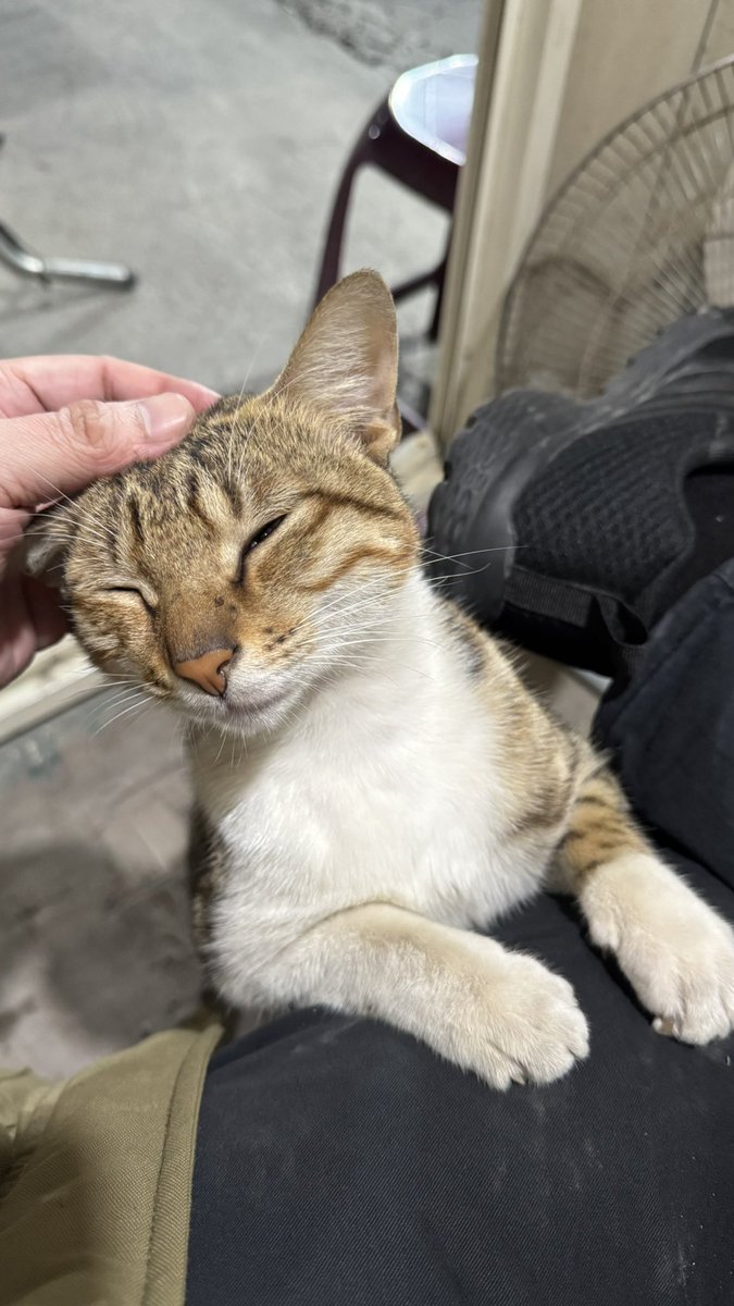 你說說哪裡來的野貓
這麼親人的啦！
還自己爬到我身上🤣🤣
我只不過是有來這上班時
每次都餵牠吃罐頭
可惜我家不能養寵物
不然我就帶回家了