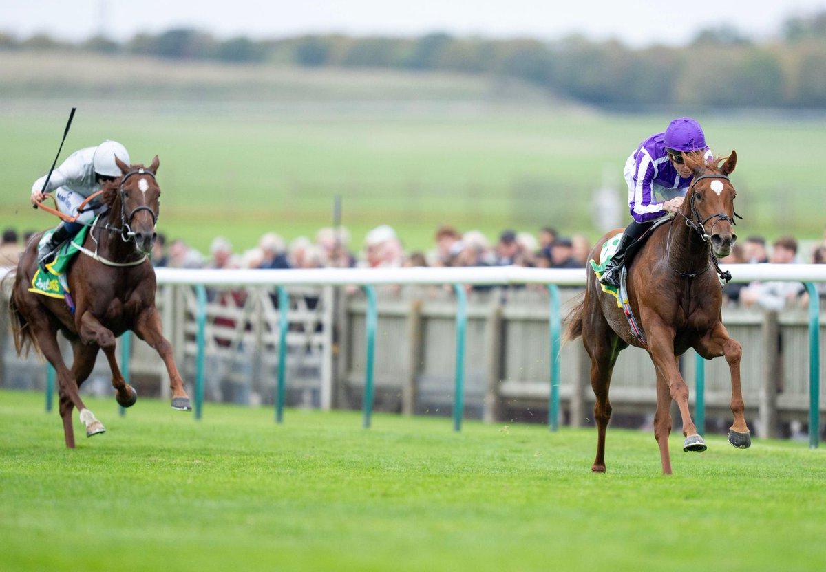 Ballydoyle Racing tweet media