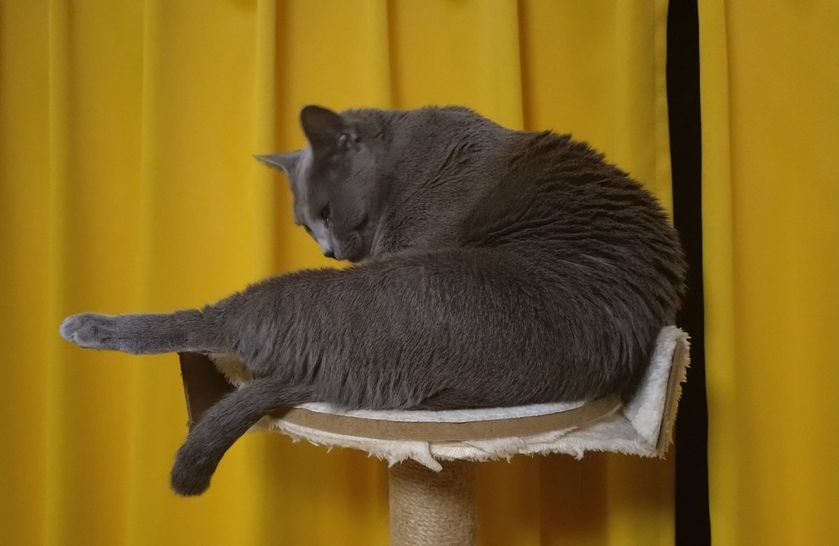 Четверговое серебристое пузо (хоба-драматичное)