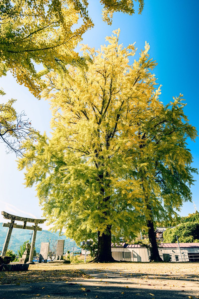 朝日を浴びて光り輝くイチョウの木 行ってみたかったイチョウの木へ