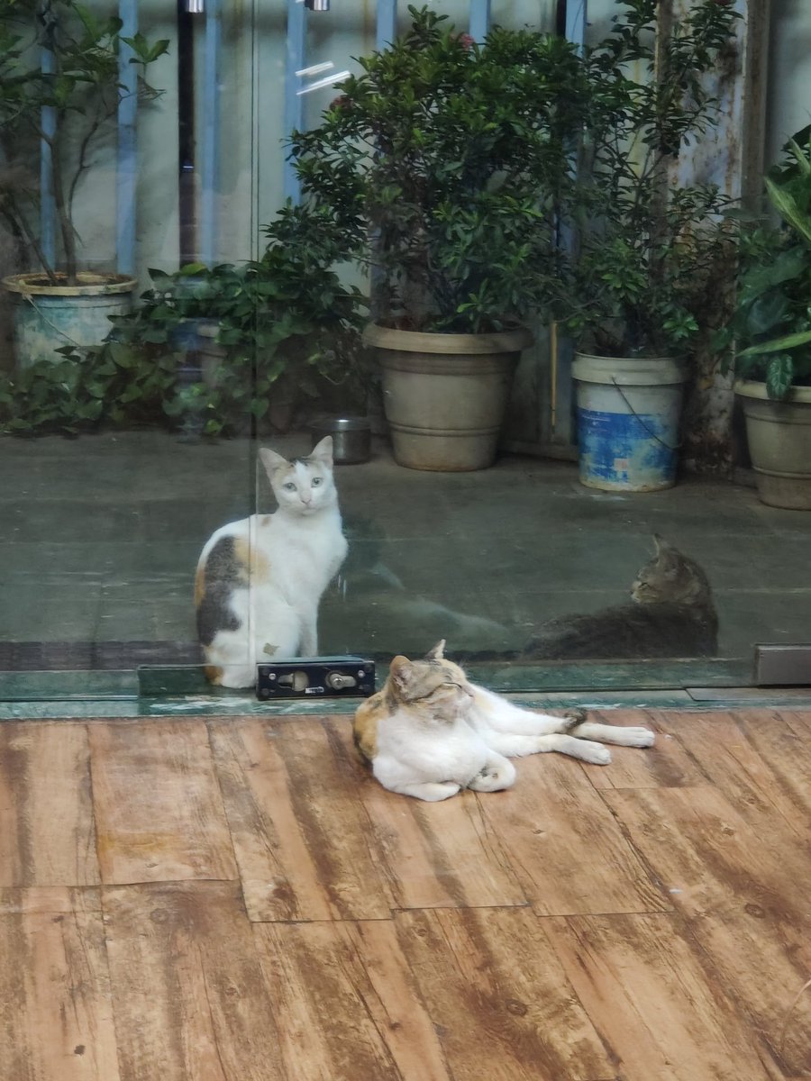 Ahmedshah7506's tweet image. My gym&apos;s cats always see&apos;s me ❣️ and my heart melt 🥹