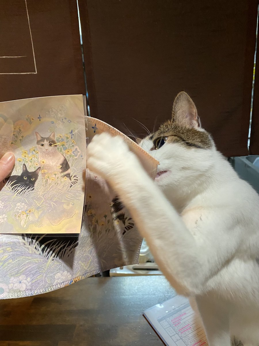 せきやかよこさん作成の、とこちゃんグッズが届きました！メッセージとドローイングも嬉しい！ありがとうございます！
とこちゃんも大喜びです💕
雑貨コーナーにて購入可能です✨
<a href="/sekiya_kayoko/">せきやかよこ</a>