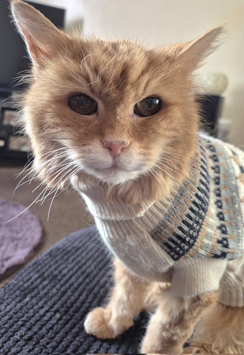 REDSJEWELS1's tweet image. Morning me lovelies..brrrrr!!!!..has a pawsome day..love and hugsxxx 💕💕💕